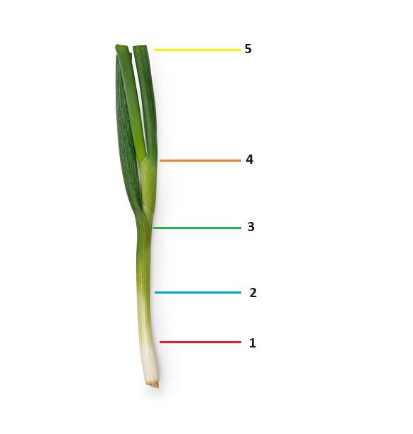 A leek with five colored lines and numbers beside it, marking different sections from the white base (1) to the green leafy top (5) on a white background.